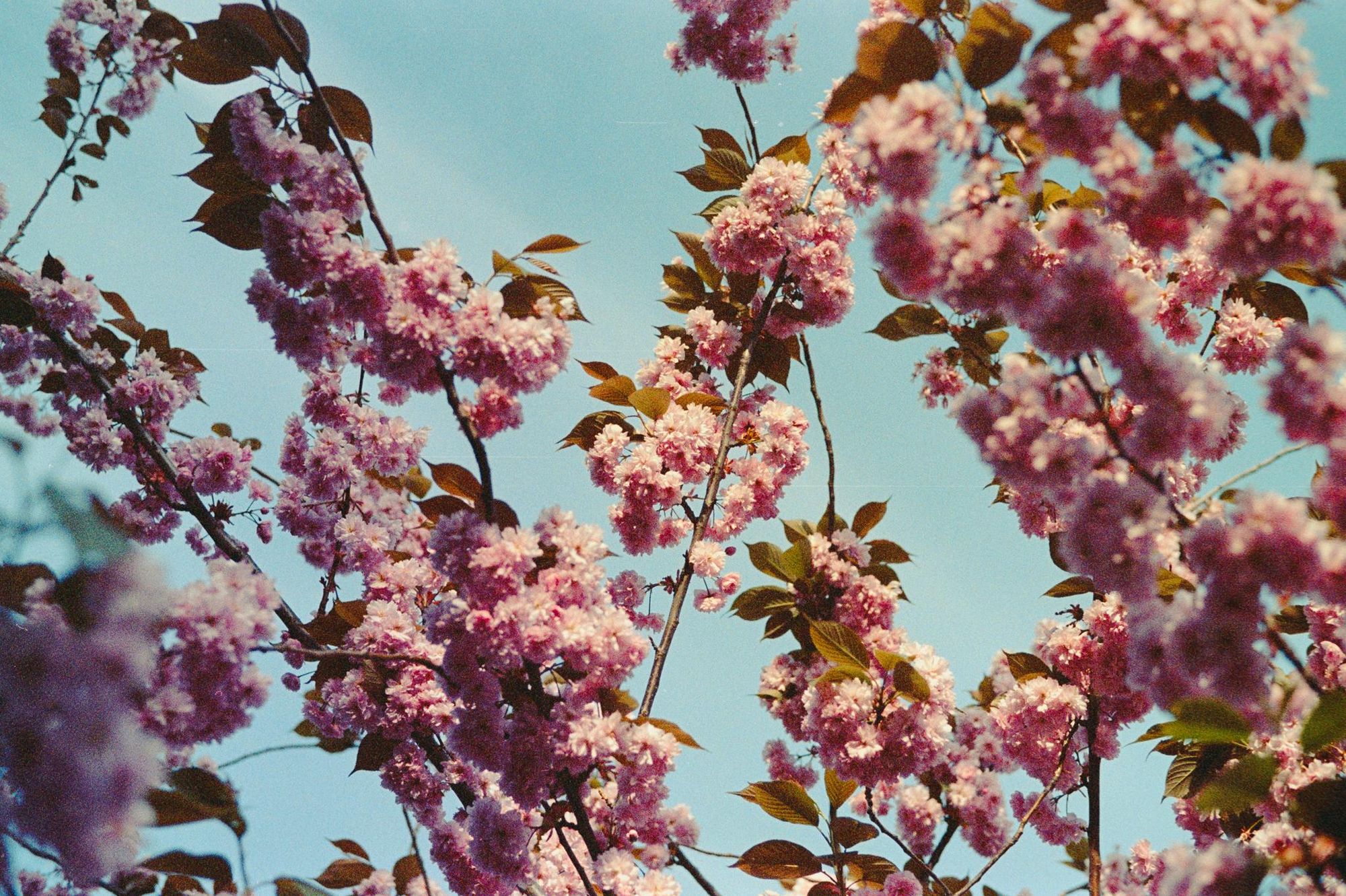 Expired Kodak Portra 400 NC - Columbia Road Flower Market